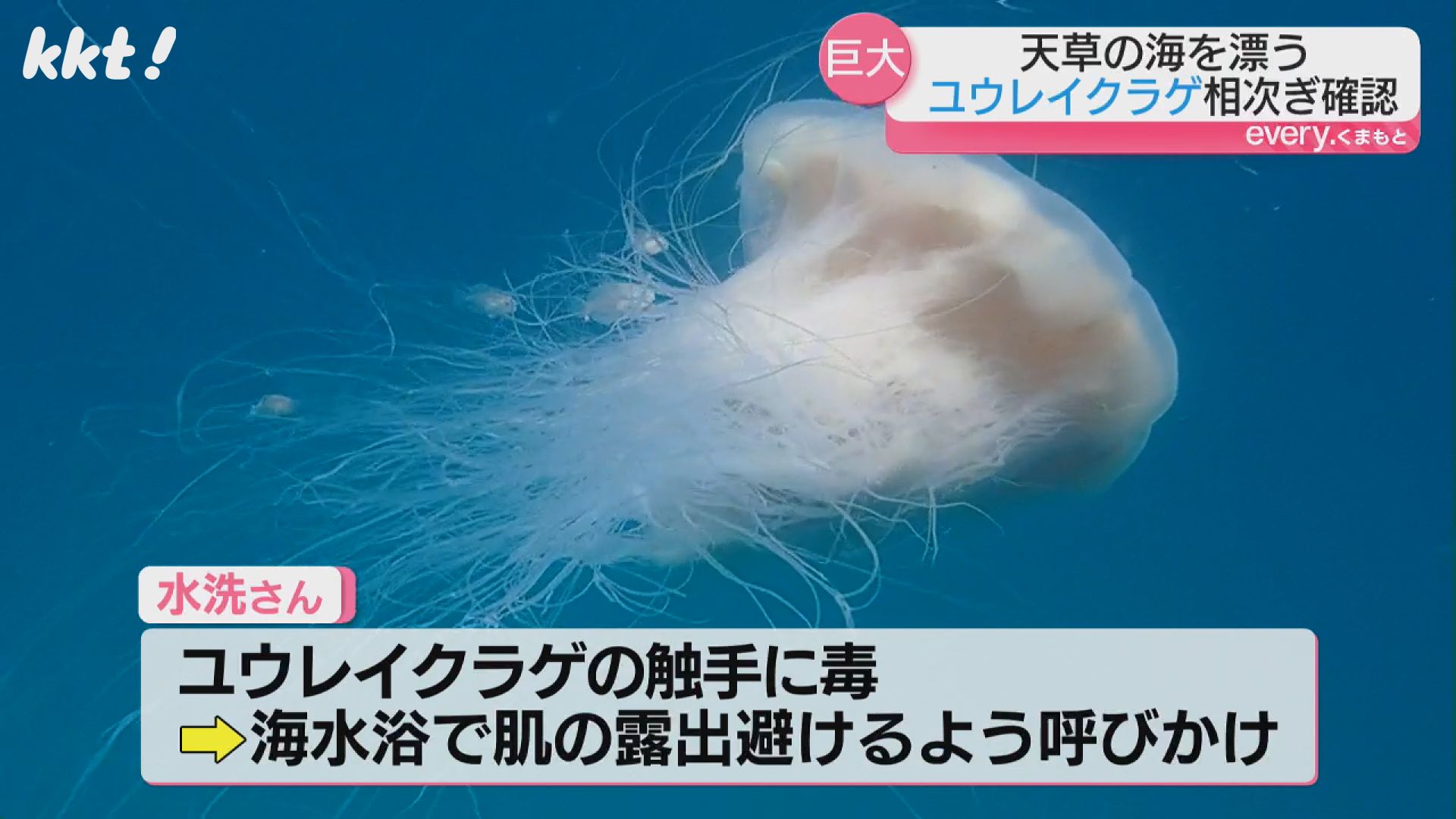 海中の幽霊」天草沖で相次ぎ確認 正体は約1mのクラゲ （2025年7月8日