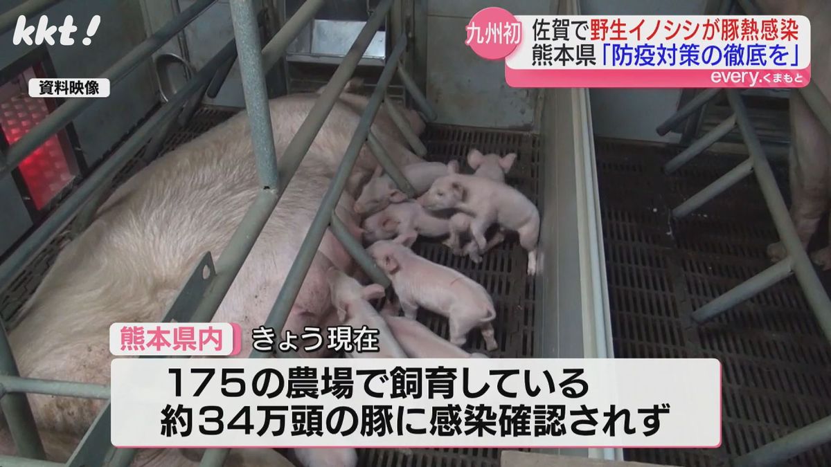 熊本県内で飼育されている豚に感染は確認されず