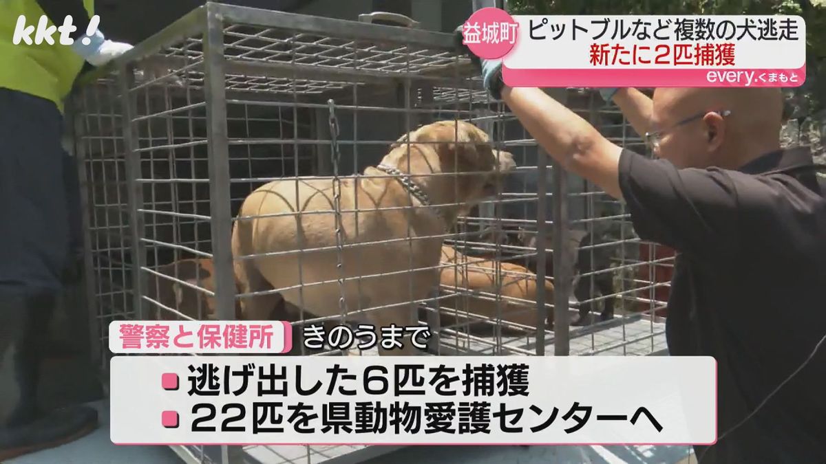 6匹を捕獲し逃げていない犬も含めた22匹を県動物愛護センターに移送