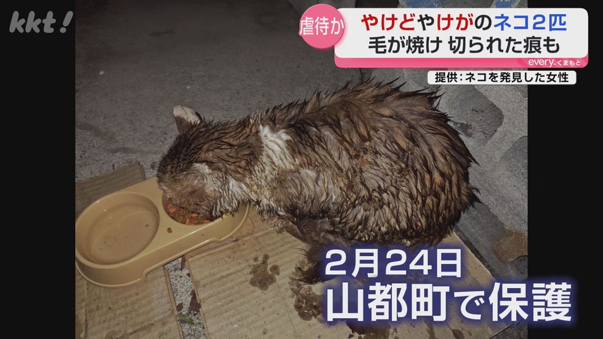 福岡 猫 虐待 事件