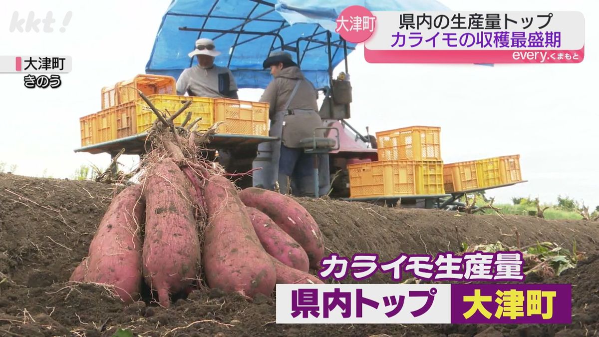 カライモ生産量県内トップの大津町