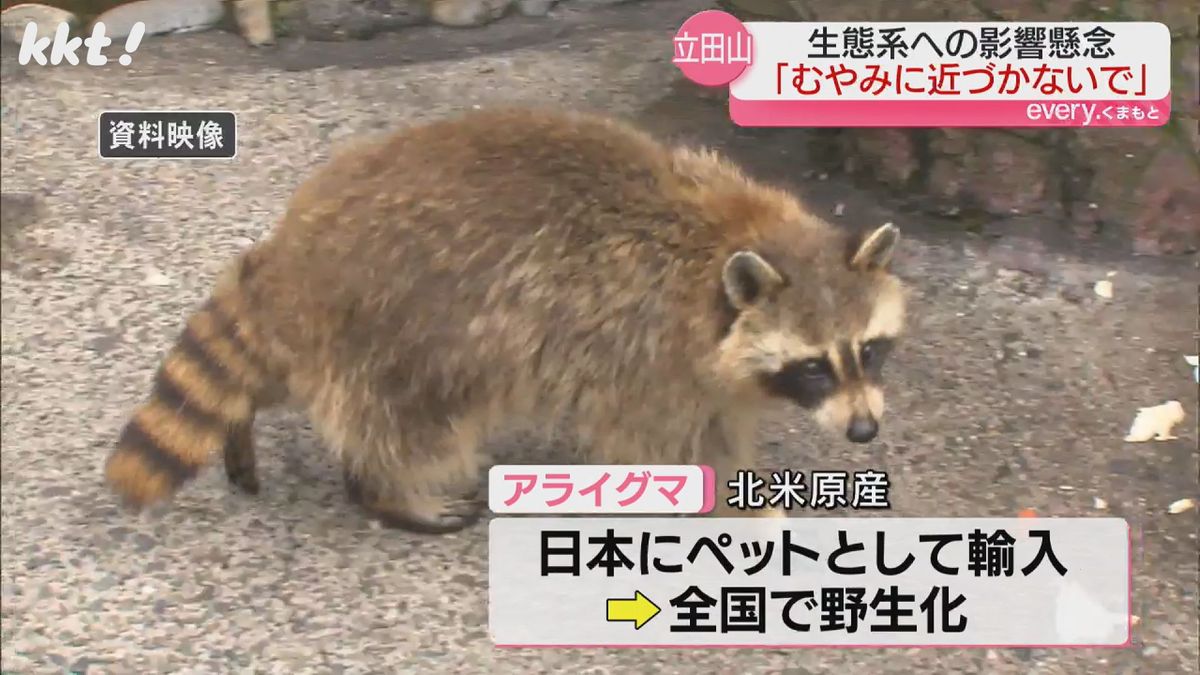 アライグマはペットとして飼育することが禁じられ駆除対象