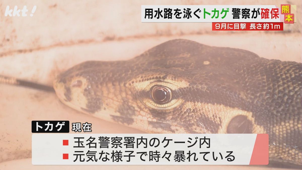 【速報】9月に目撃された大型のトカゲを発見し捕獲 熊本･玉名市