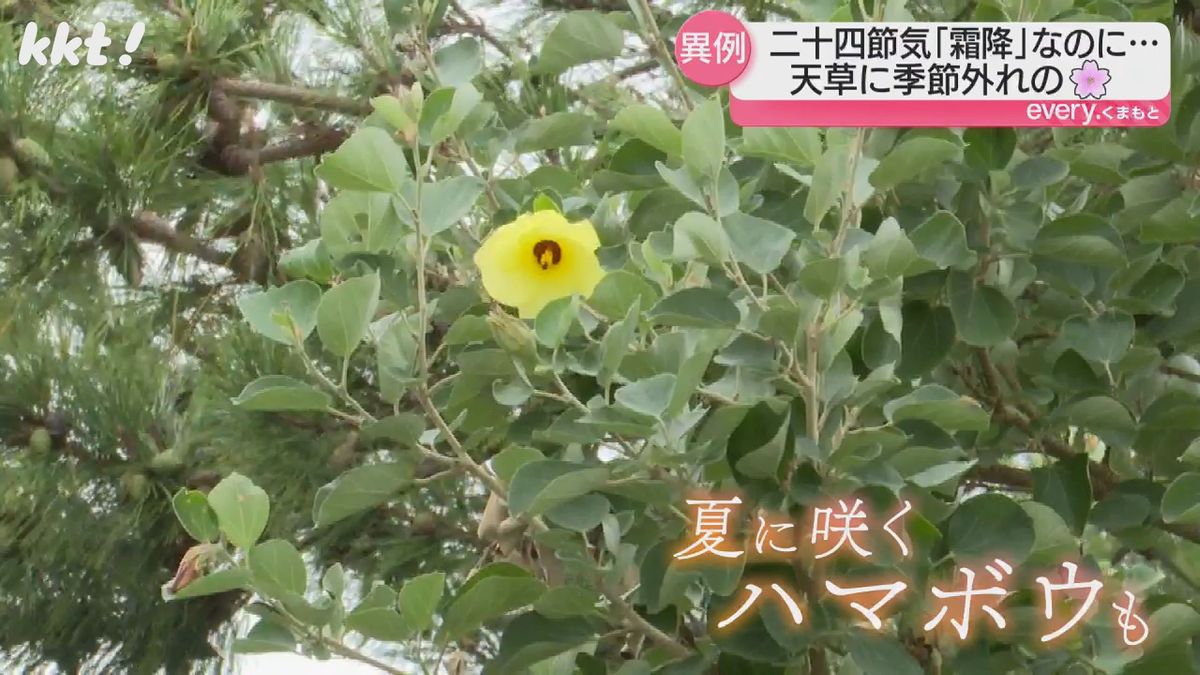 夏に咲く「ハマボウ」