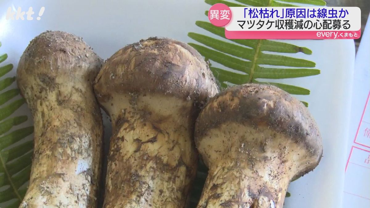 秋の味覚マツタケがピンチ 熊本有数の産地･天草で深刻な｢松枯れ｣影響で収量減か