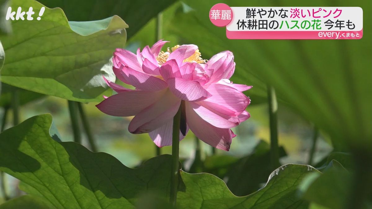 季節限定の映えスポット！休耕田の「ハスの花」心安らぐ淡いピンクで 
