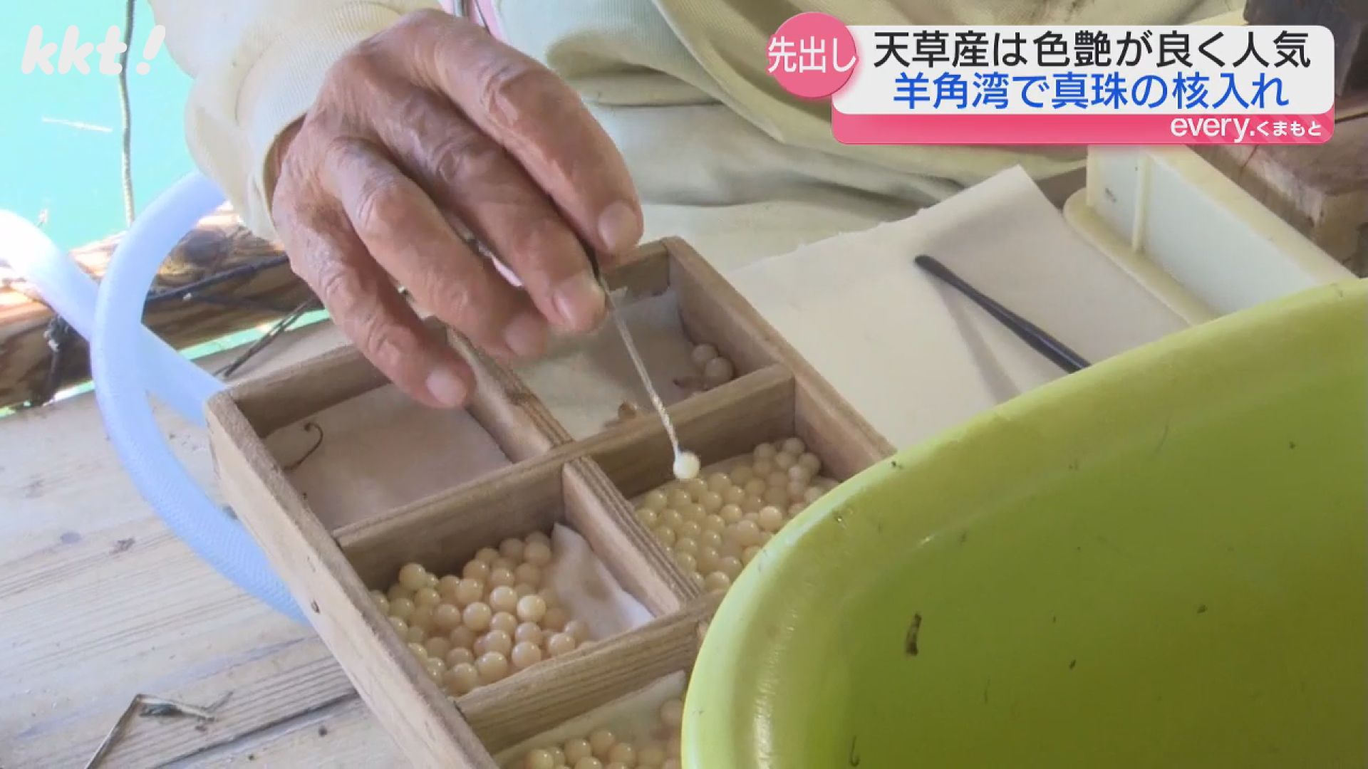 天草産は色つやが良く人気｣羊角湾で真珠の核入れ作業（2024年6月10日