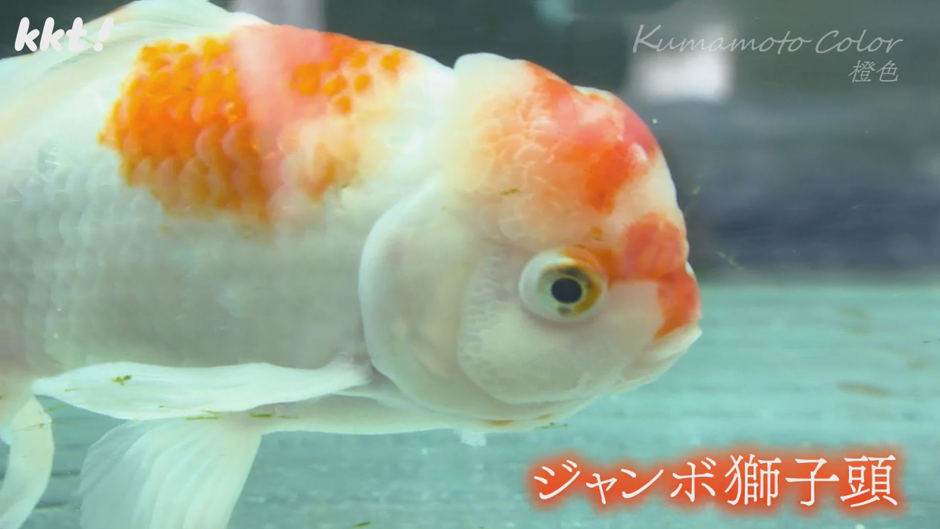 鮮やかな唯一無二の橙色｣金魚のまち長洲町の伝統守る養殖場（2024年7月