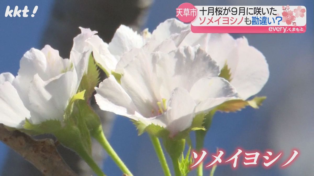 ｢暑さが原因?｣天草市でソメイヨシノが咲く 秋に咲く｢十月桜｣も例年より早く