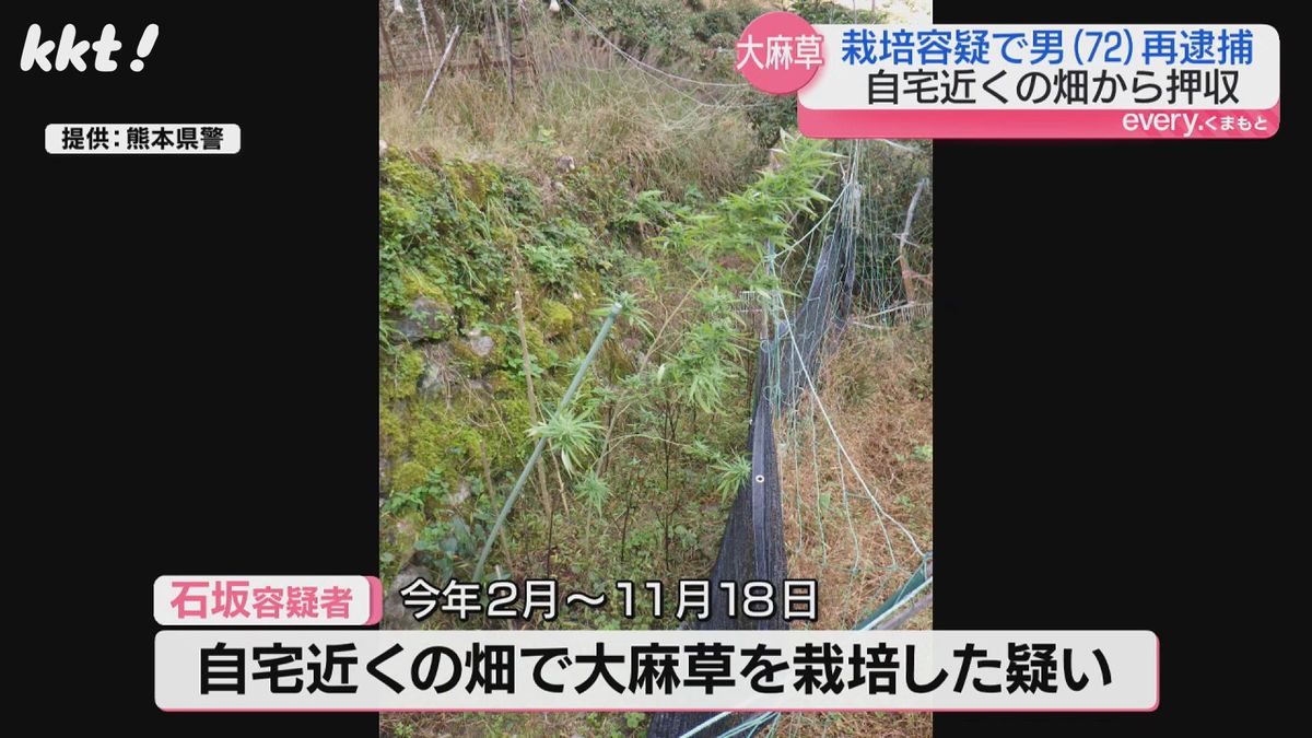 畑で栽培されていた大麻草(熊本県警提供)