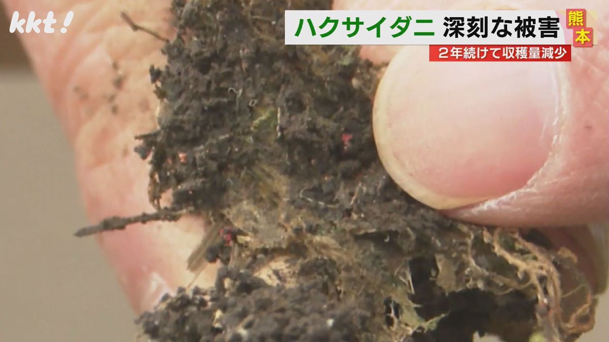 観光客にも人気の郷土料理｢阿蘇たかな漬｣がピンチ 害虫の影響でタカナ生産量が激減