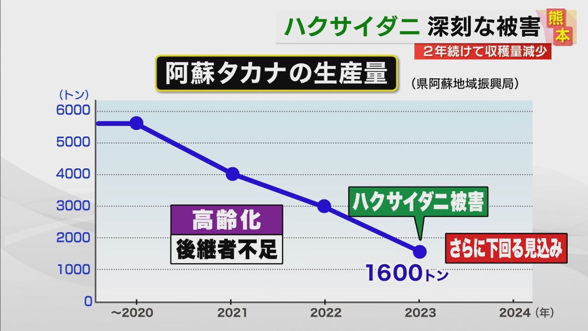 阿蘇タカナの生産量は大きく減少