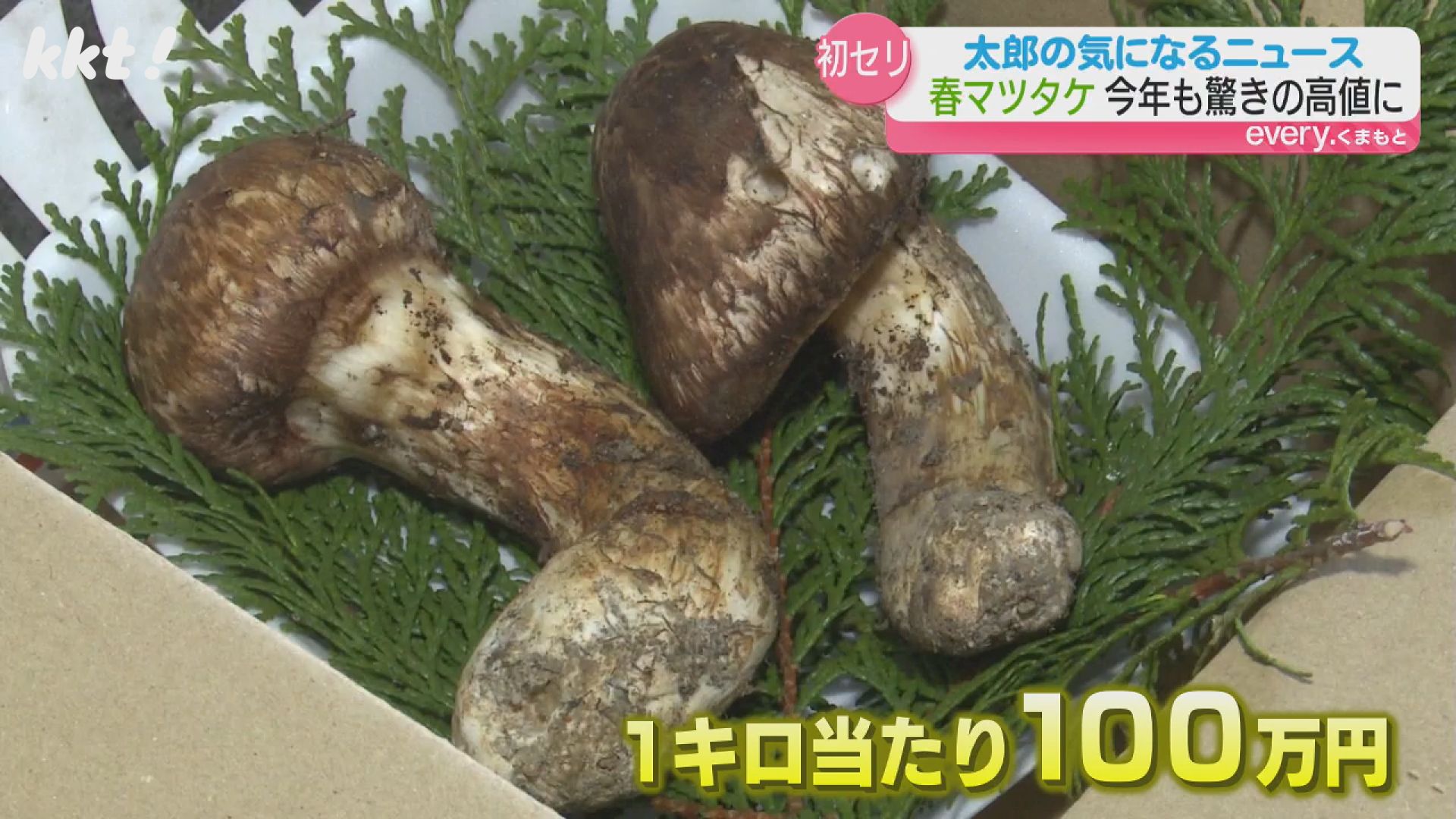 苓北の高橋英樹さんが連続落札！ 天草の春の風物詩マツタケ競りに100万