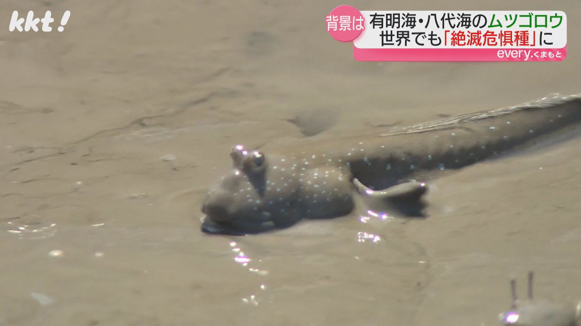 九州物産展 09.ムツゴロウ（佐賀県） | トイズ・スタイル