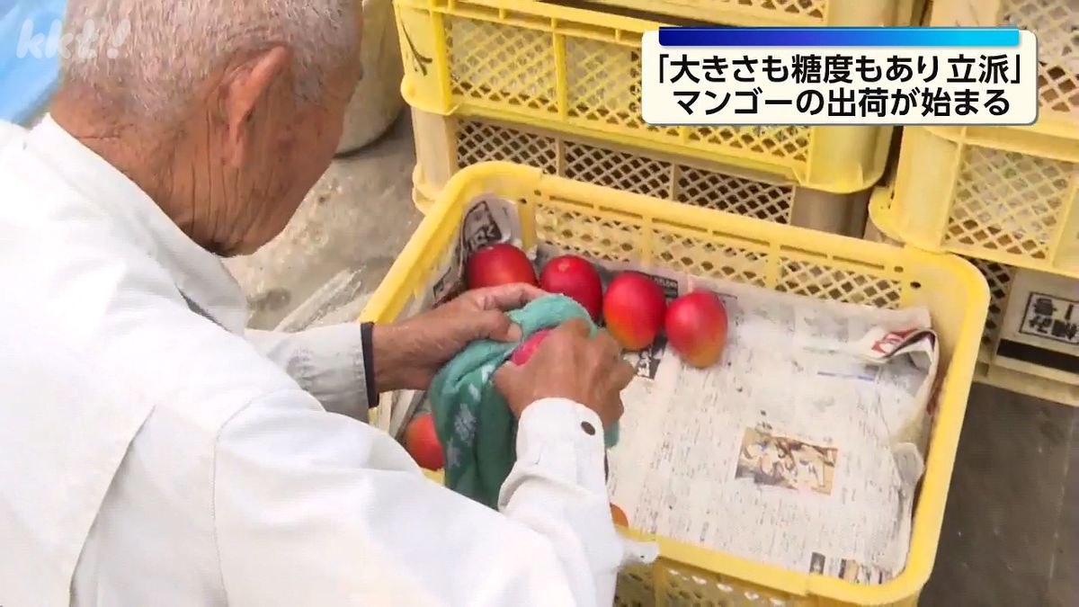 立派なのができている」天草でマンゴーの出荷が始まる（2026年5月3日 