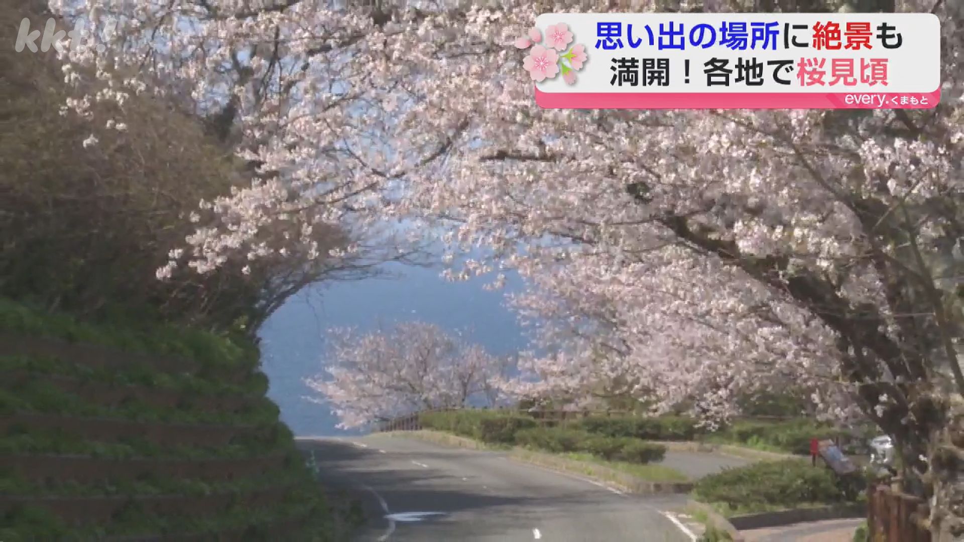 桜満開】熊本は2日がサクラ満開情報～各地のサクラをお見せします