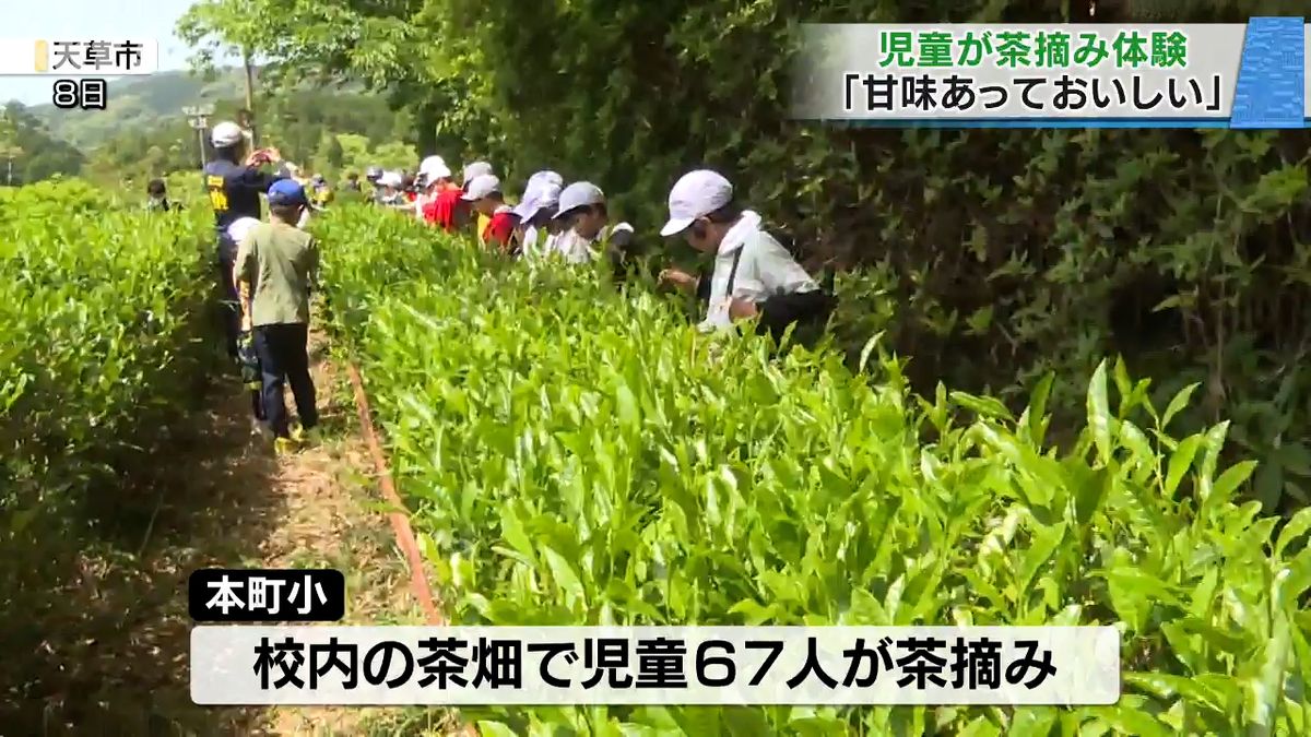 天草市　8日