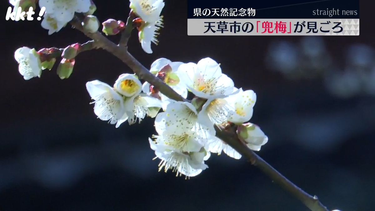 別名は｢臥龍梅｣ 樹齢500年の｢兜梅｣が見ごろ 熊本県の天然記念物