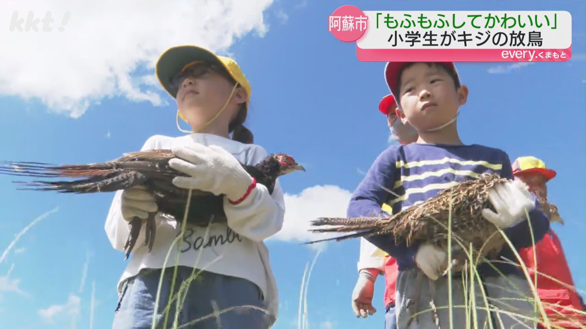 もふもふしてかわいかった｣阿蘇の小学生がキジの放鳥を体験（2024年9月20日掲載）｜KKT NEWS NNN