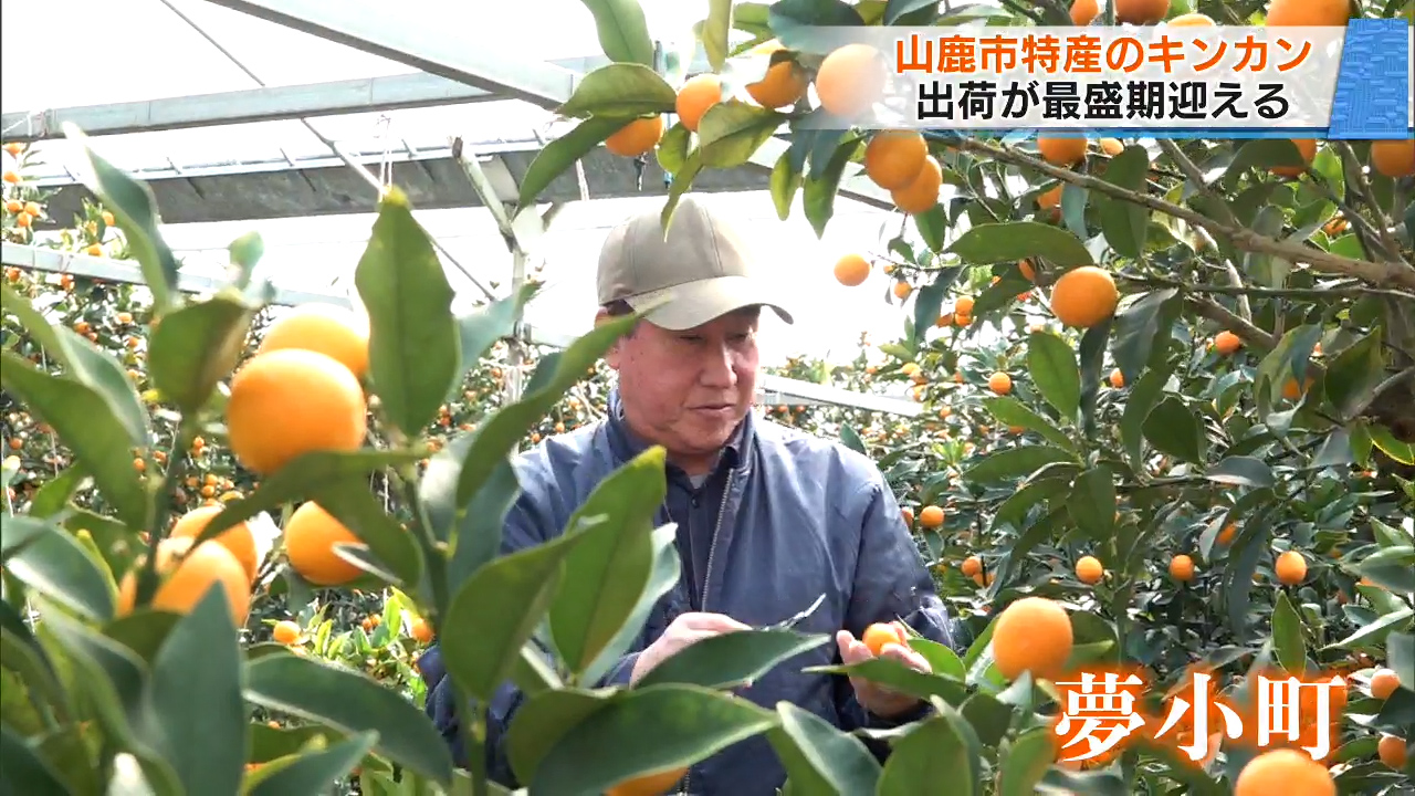 糖度20度超えも 山鹿市の完熟ブランドキンカン「夢小町」出荷（2025年1