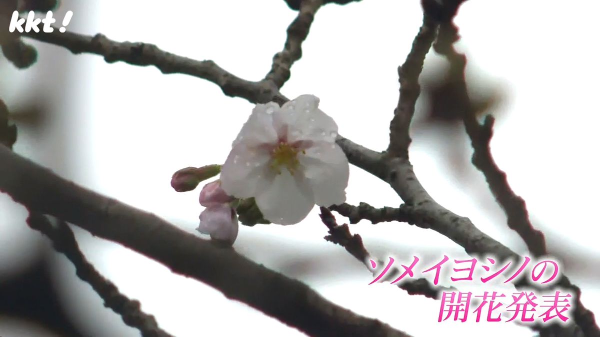 【速報】桜の開花を発表 熊本地方気象台