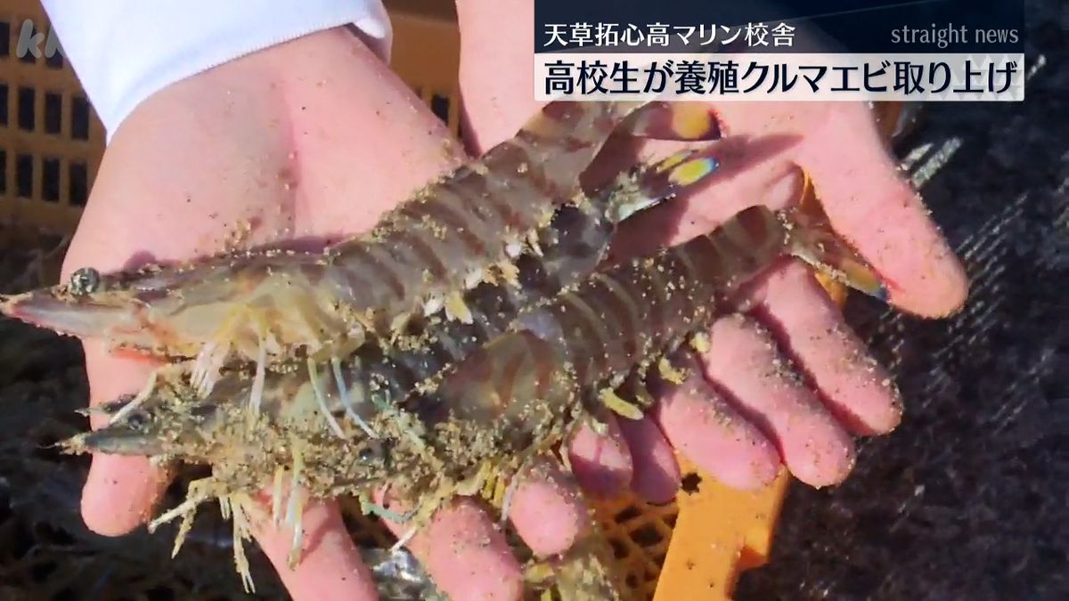 ｢めっちゃ新鮮｣天草の高校生が実習で育てたクルマエビ3500匹･102キロ取り上げ