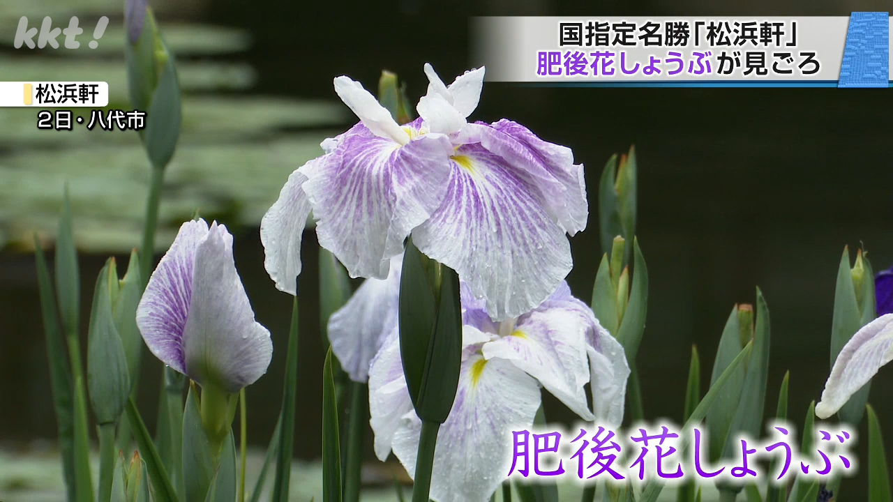 国指定名勝「松浜軒」肥後花しょうぶが見頃 肥後六花の一つ（2026年6月