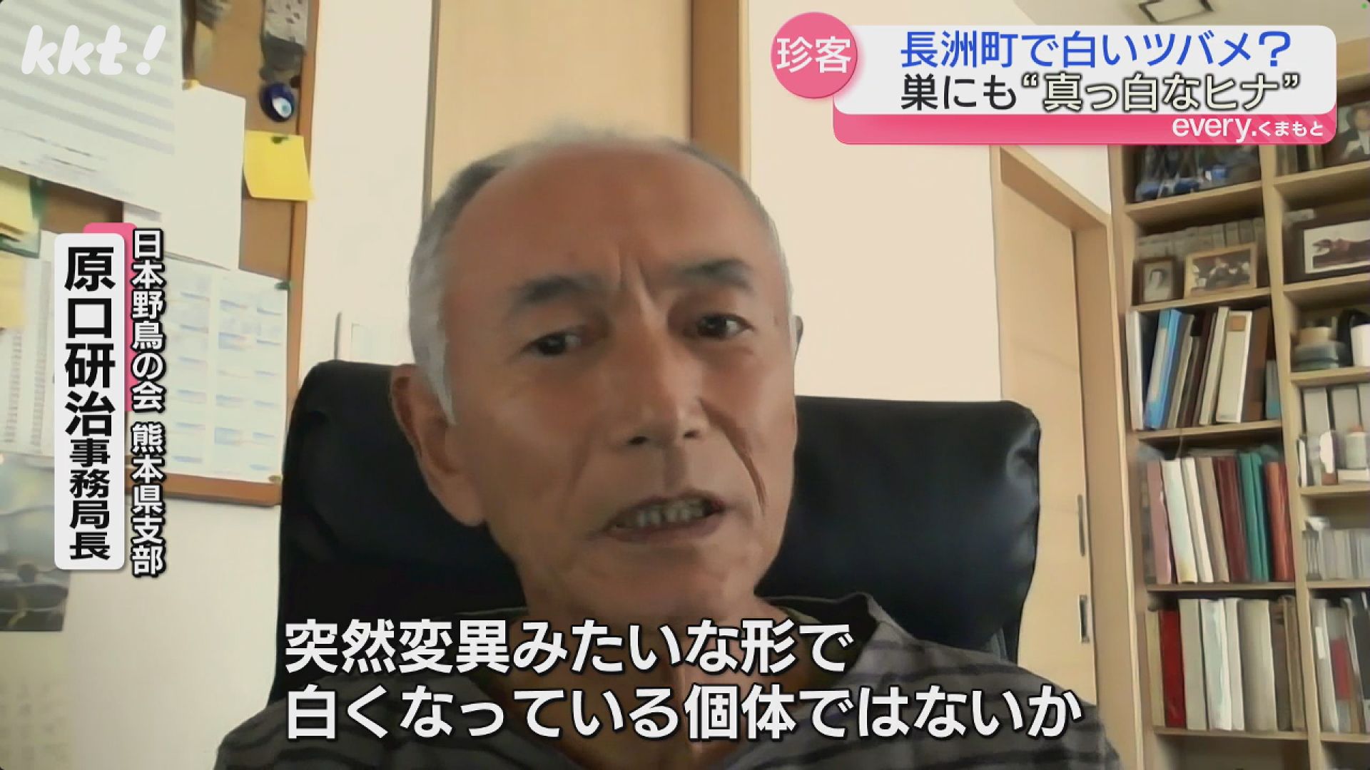 かなり珍しい】住宅街で真っ白なツバメのヒナを発見 親ツバメと仲良く