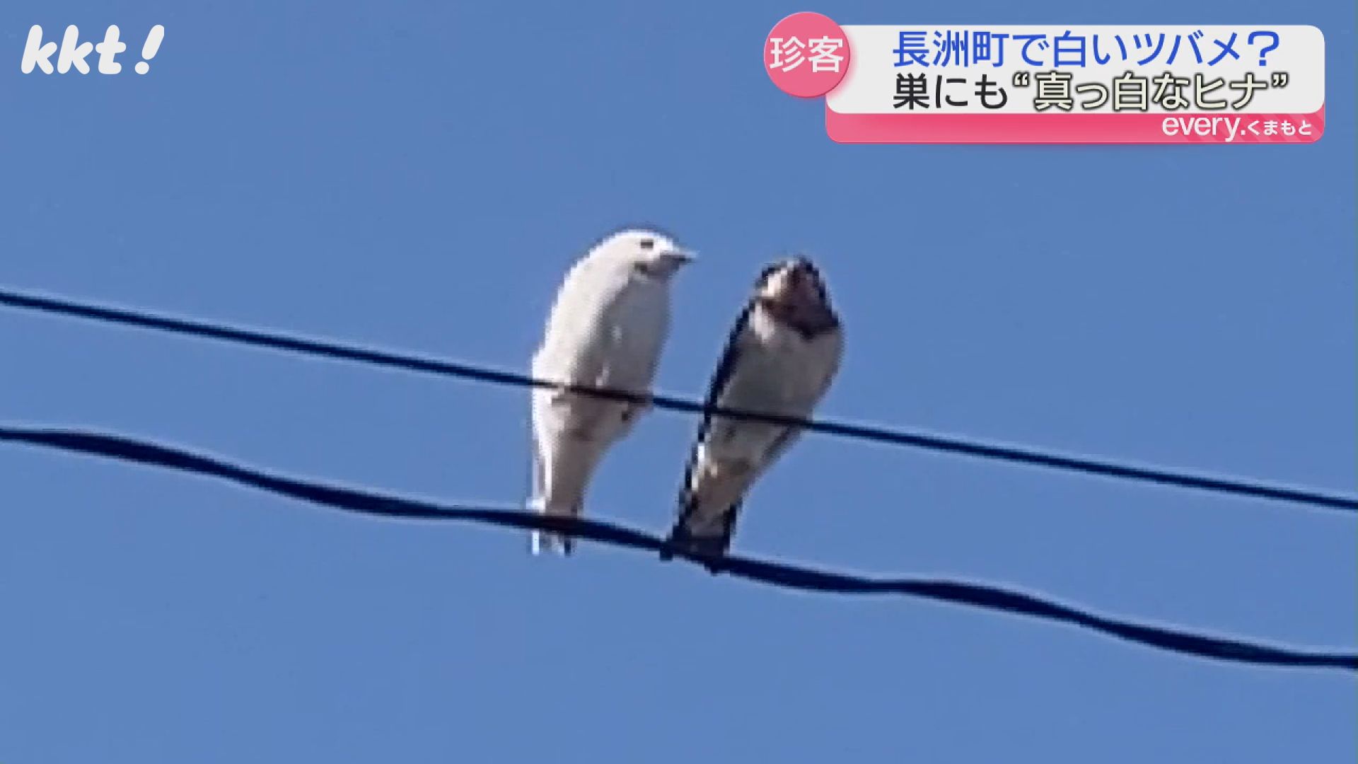 ツバメ　白井半七 吉兆好 屠蘇 かわらけ かなり珍しい】住宅街で真っ白なツバメのヒナを発見 親ツバメと仲良く