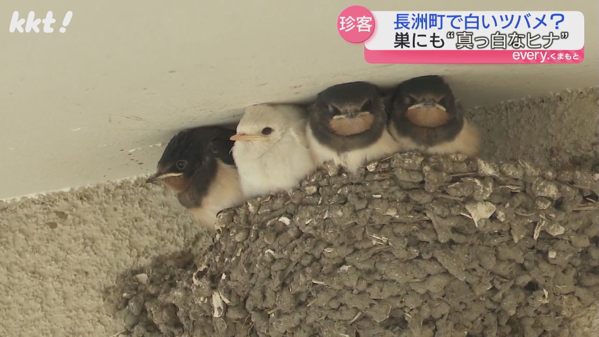 かなり珍しい】住宅街で真っ白なツバメのヒナを発見 親ツバメと仲良く