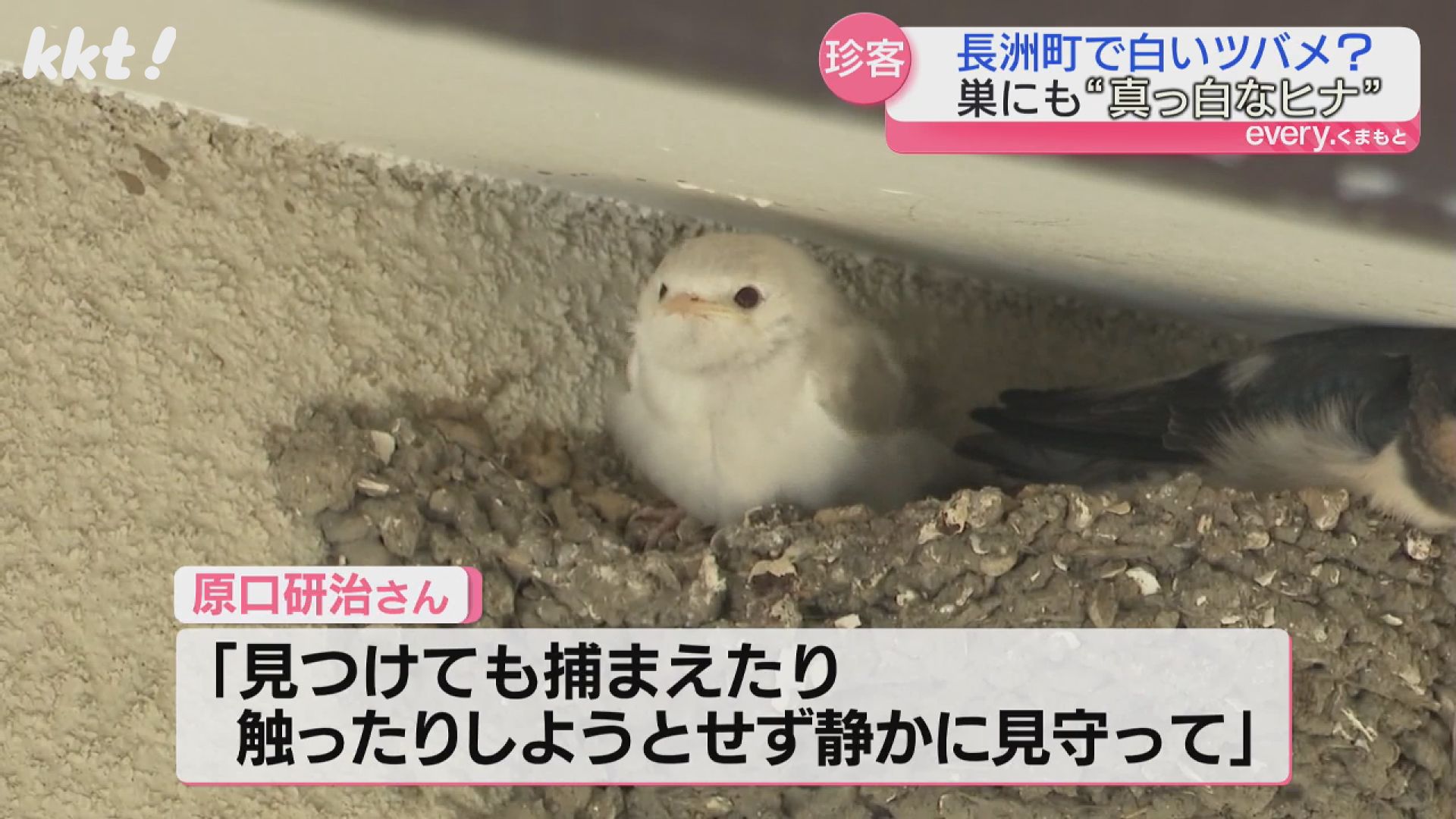 かなり珍しい】住宅街で真っ白なツバメのヒナを発見 親ツバメと仲良く