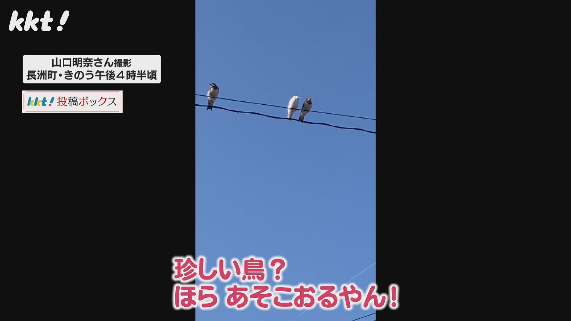 かなり珍しい】住宅街で真っ白なツバメのヒナを発見 親ツバメと仲良く