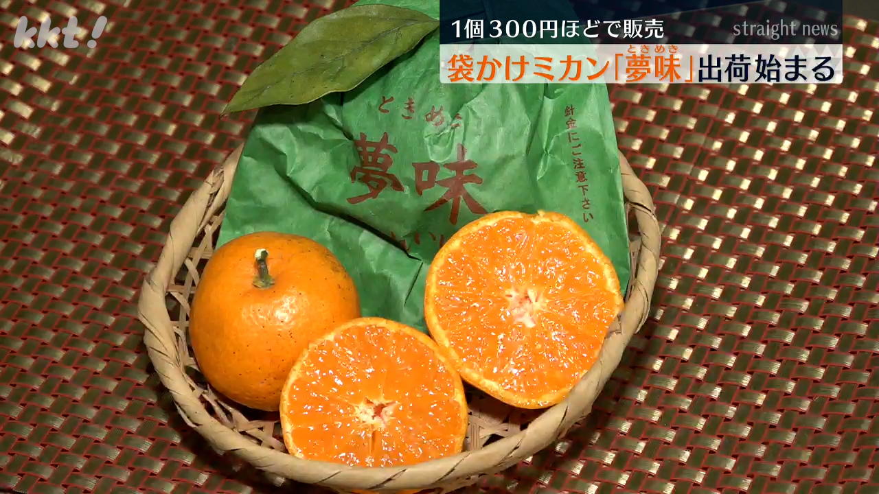 袋かけて育てた高級みかん「夢味（ときめき）」出荷始まる（2026年1月