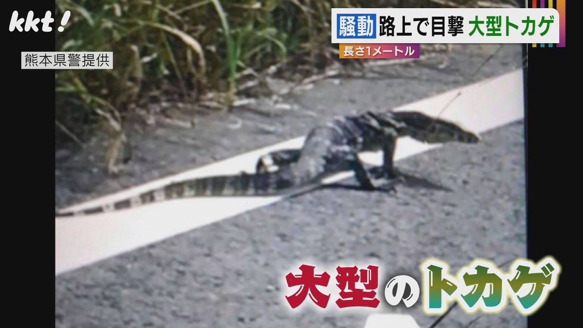 路上を歩いてた大型のトカゲ(熊本県警提供)