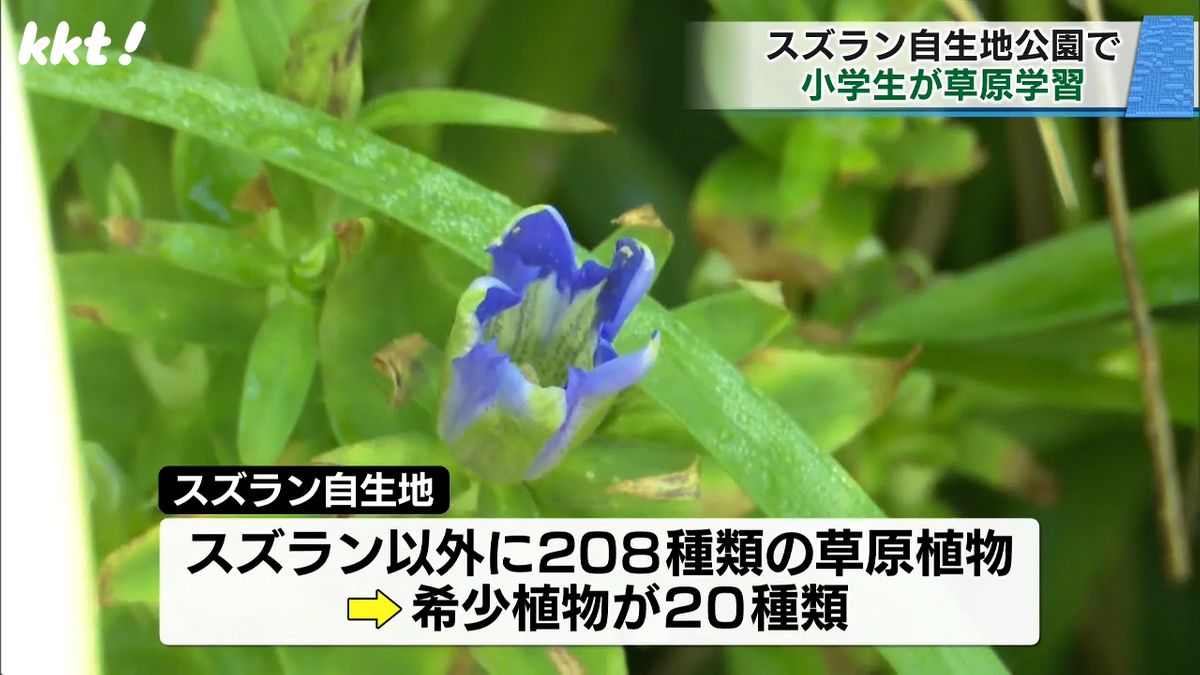 スズラン以外にも208種類の草原植物