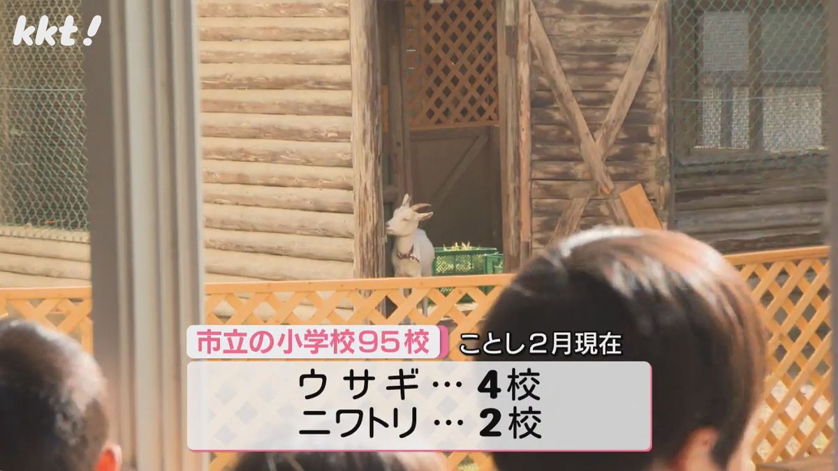 熊本市内の公立小学校95校のうち、ウサギの飼育は4校、ニワトリの飼育は2校