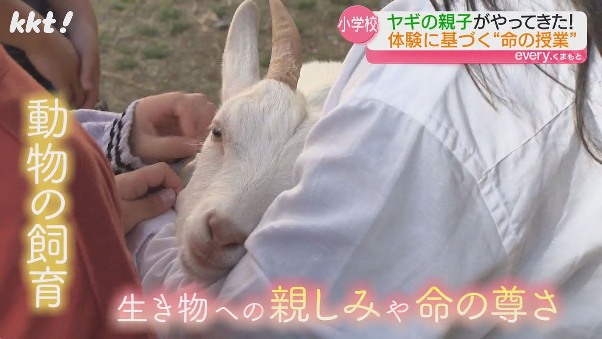 託麻南小で飼育されているヤギ