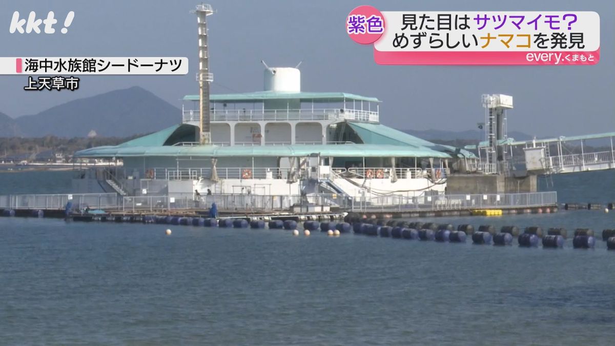 海中水族館シードーナツ（上天草市）