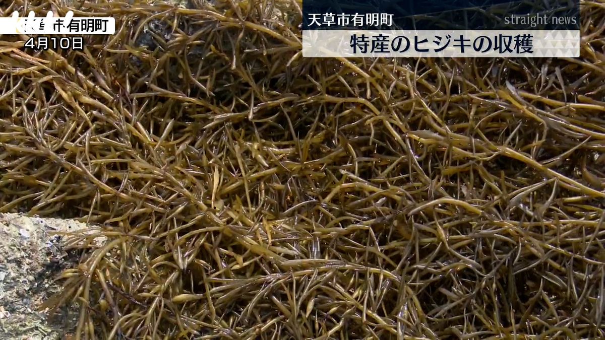 島子漁協は約1トンの出荷を目指す