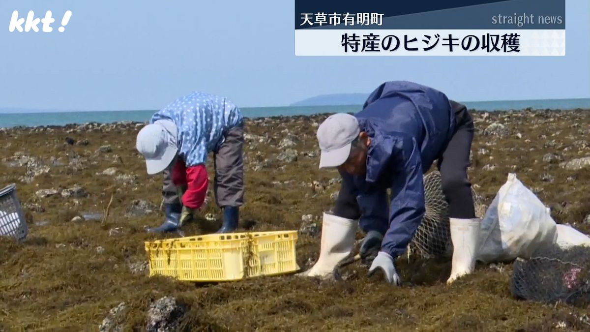 去年は収穫ゼロ 天草市有明町でヒジキの収穫 今年は1トンの出荷を目指す