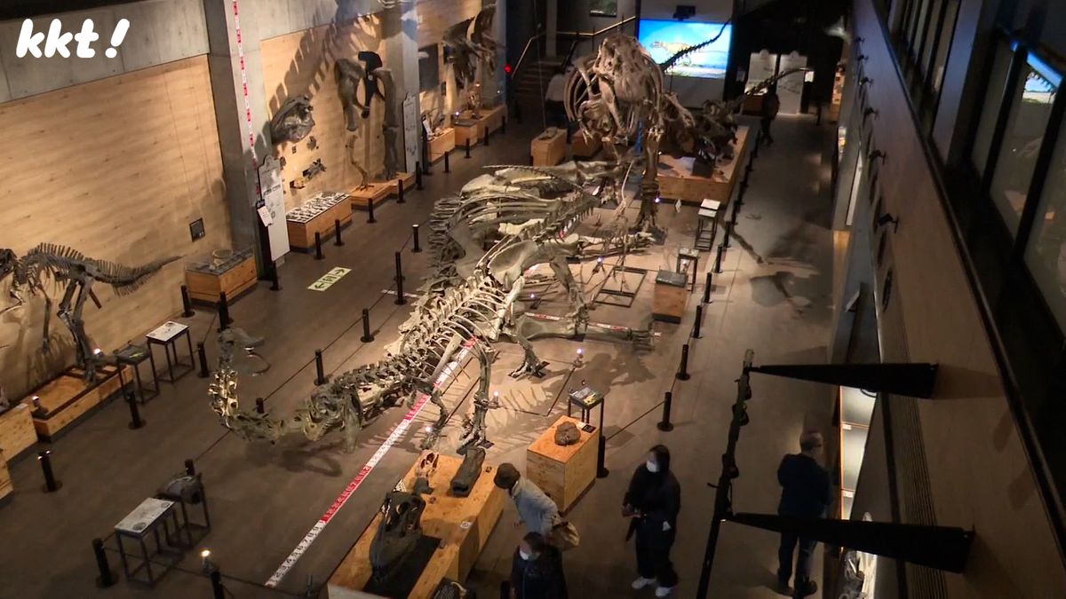 約2000点の化石を展示