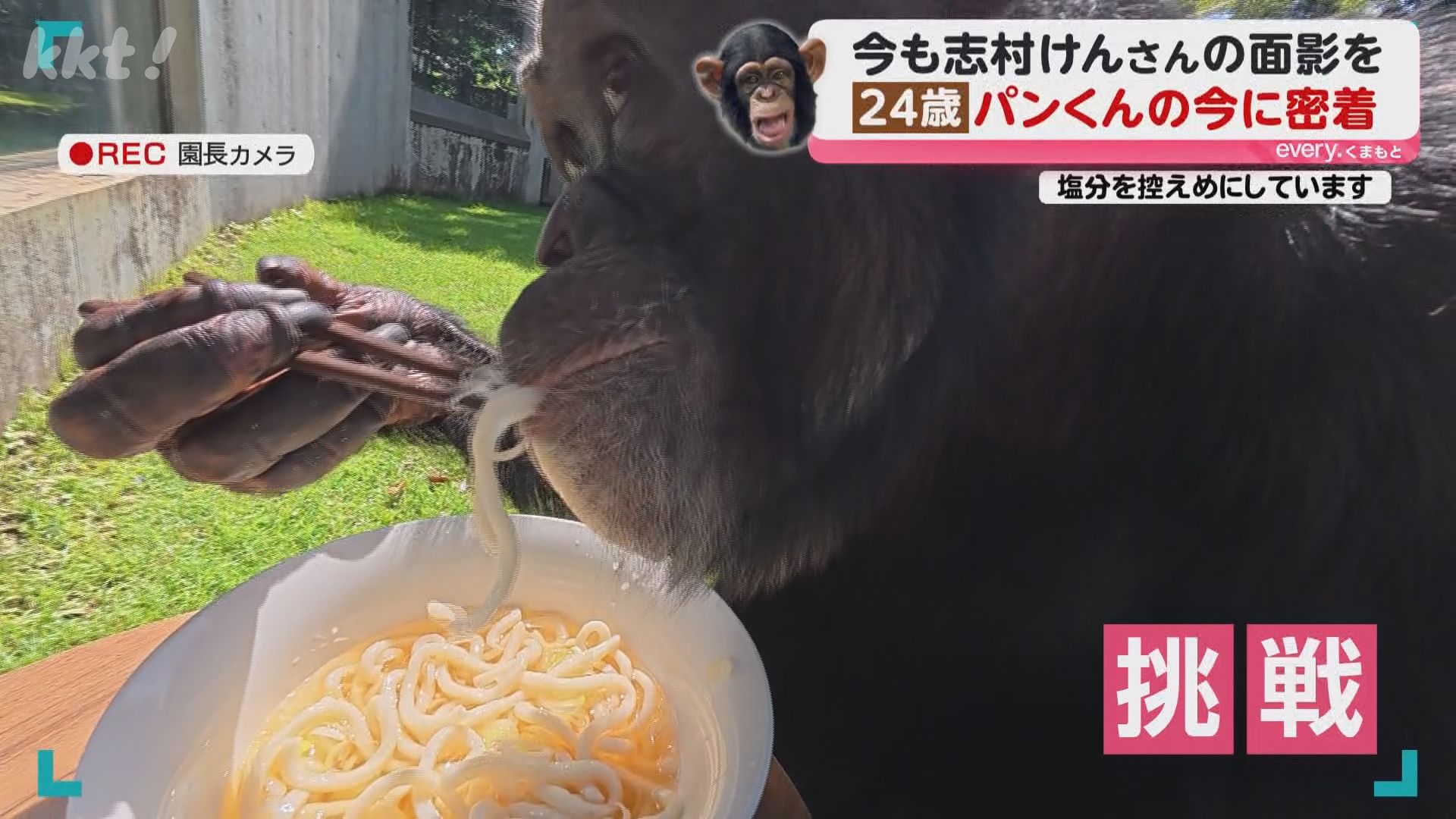 人気番組に出演していた天才チンパンジー「パンくん」は今…当時の