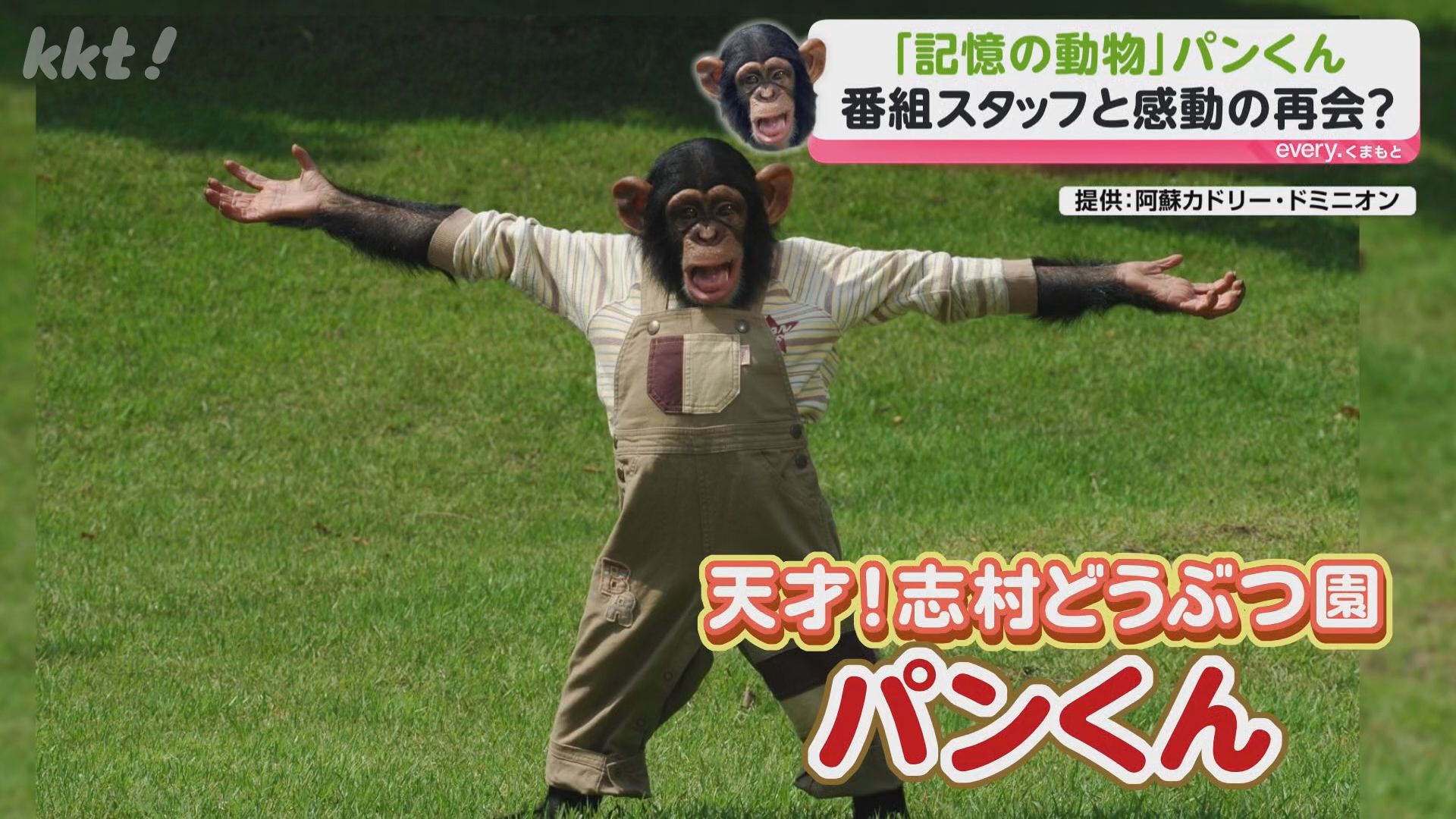 人気番組に出演していた天才チンパンジー「パンくん」は今…当時の
