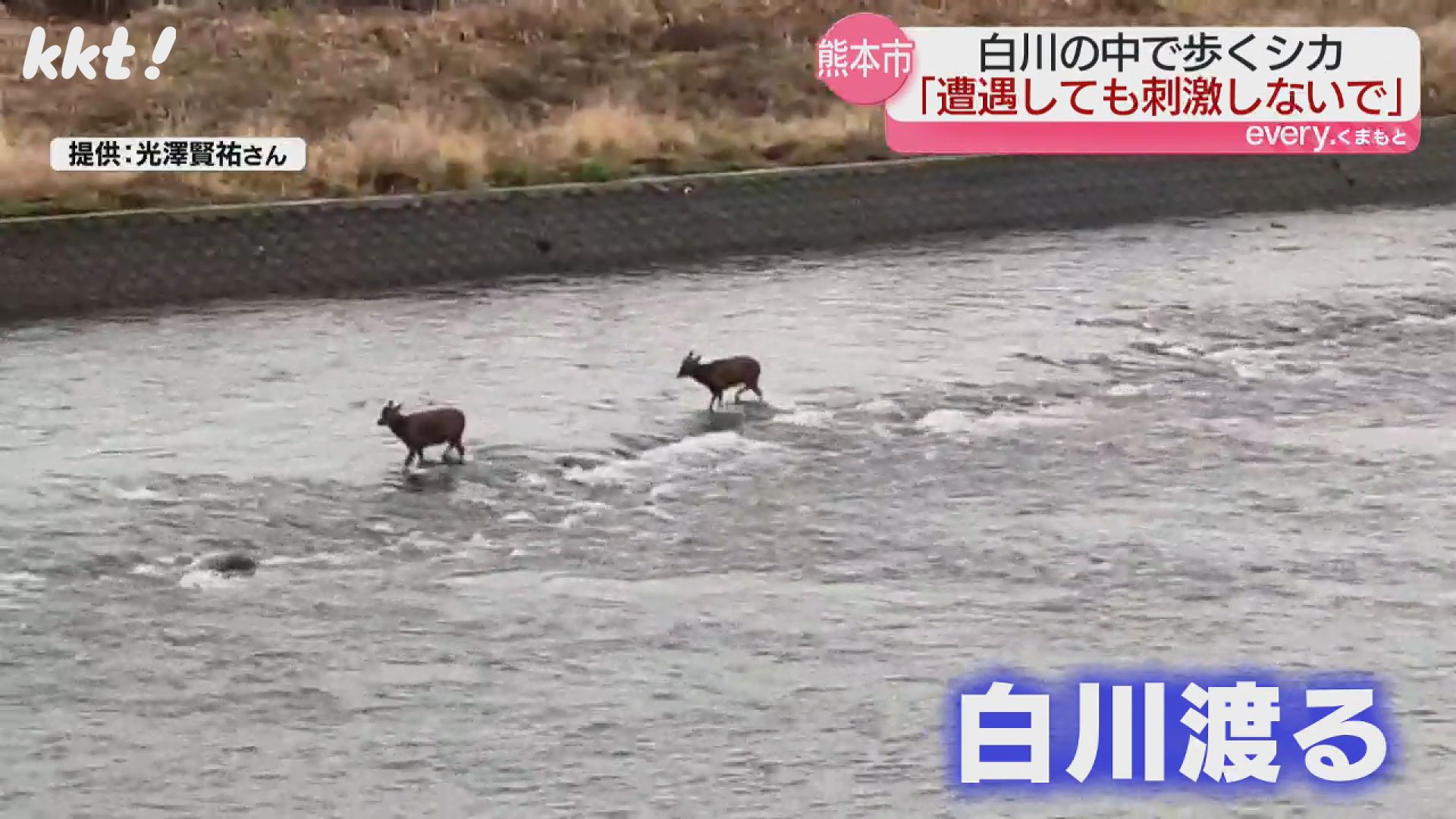 熊本市で｢シカの川渡り｣視聴者がしかと撮影 暖かくなり活動活発に