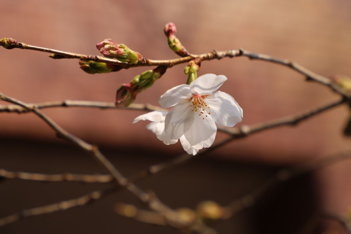 【速報】日本一早い?｢桜の開花宣言｣ 熊本･水上村が独自に村の"標本木"で開花確認