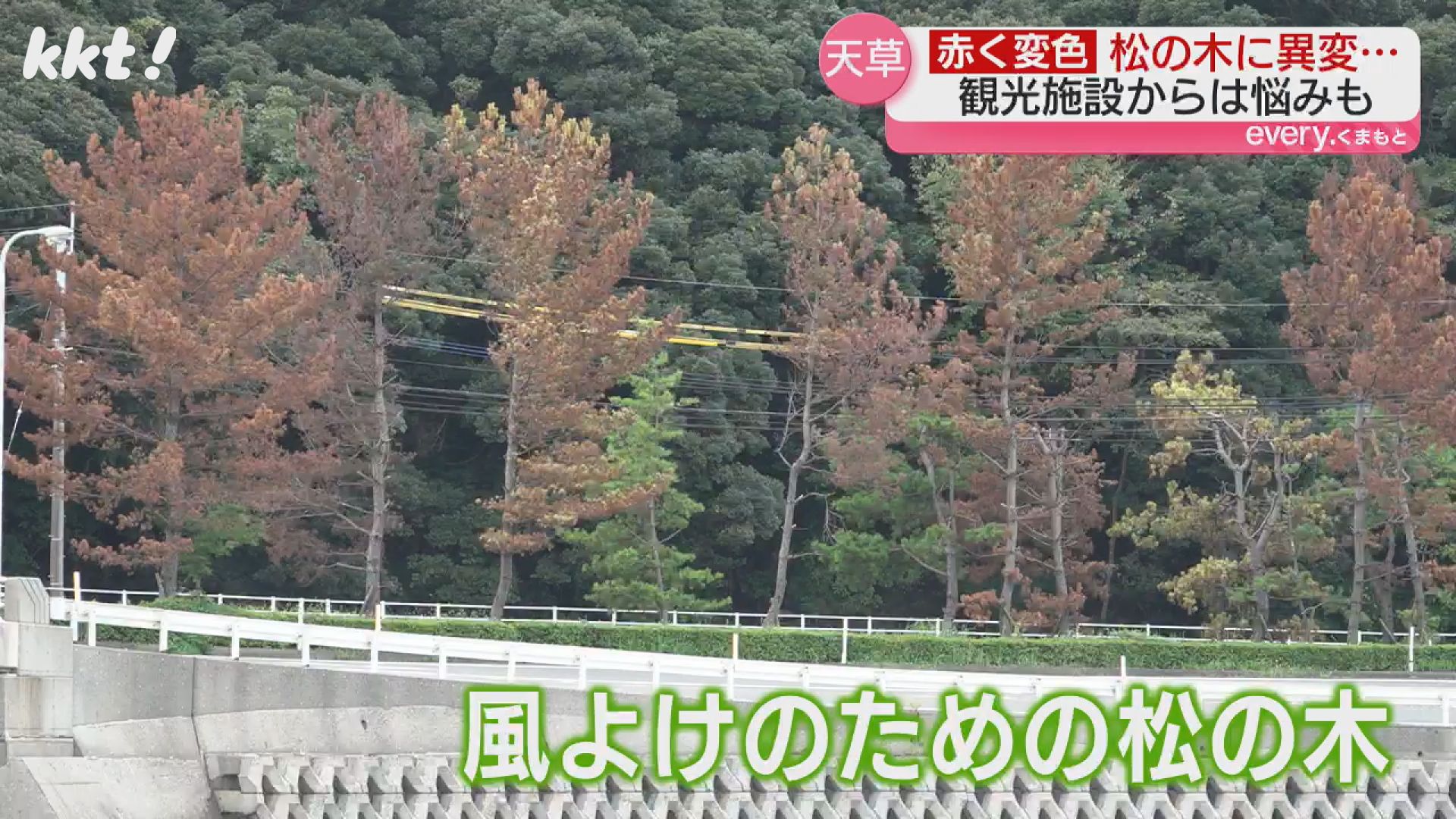 独自】原因は「1ミリ未満の虫」天草の海辺の松枯れる 観光へ影響懸念も