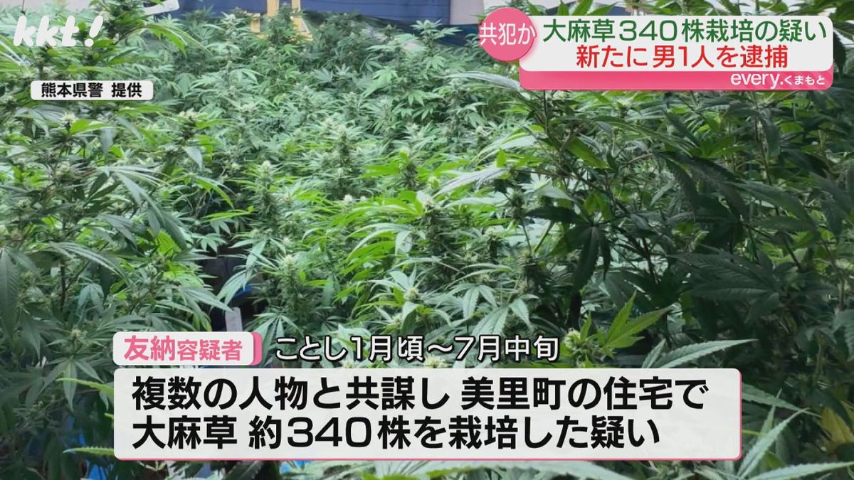 栽培された大麻草（熊本県警提供）