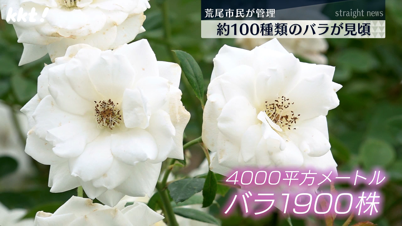 秋バラ100種類1900株が見頃 20年間以上ボランティアが管理（2024年10月31日掲載）｜KKT NEWS NNN