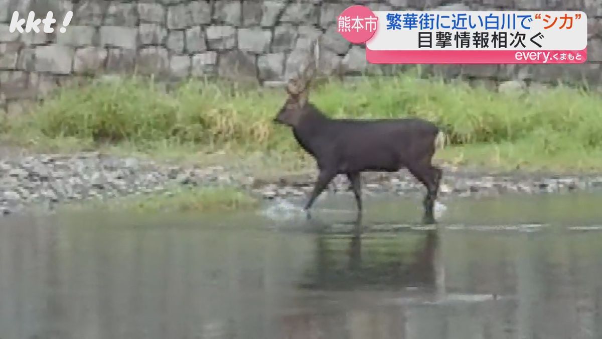 【どこから?】熊本市中心部の白川でシカの目撃相次ぐ｢市街地での目撃は非常に珍しい｣ 