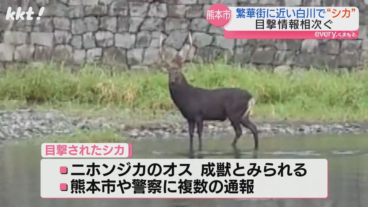 ニホンジカのオスの成獣とみられる